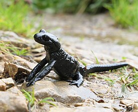 Salamandra alpină neagră (Salamandra atra)