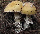 Amanita gemmata