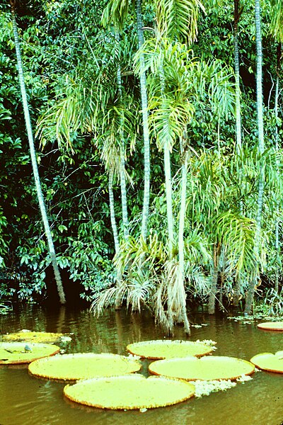 File:Amazon rain forest2.JPG