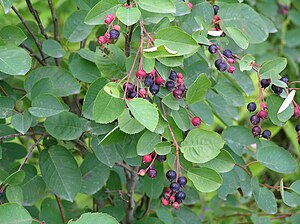 Amelanchier spicata tähk-toompihlakas 01 estonia.JPG