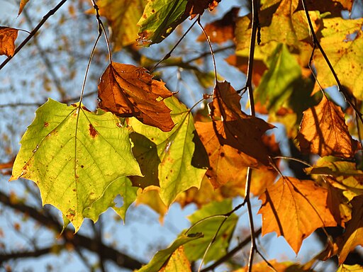 American Sycamore Leaves - Flickr - treegrow