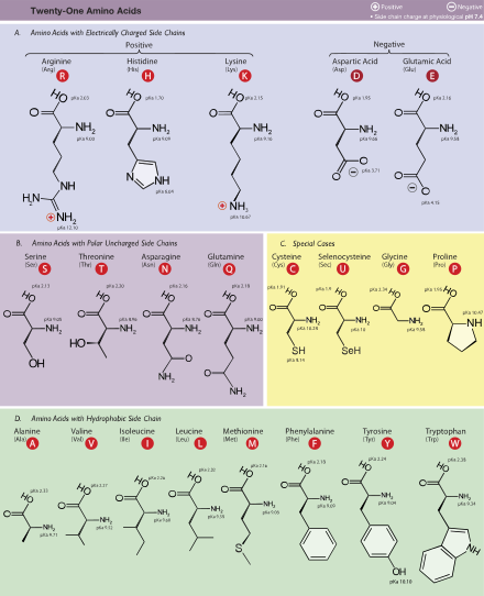 Table of Amino Acids.Grupiranje 21 aminokiseline eukariota, prema njihovom bočnom lancu (pKa