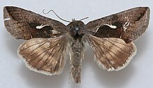 Anagrapha falcifera, Megan McCarty155.jpg