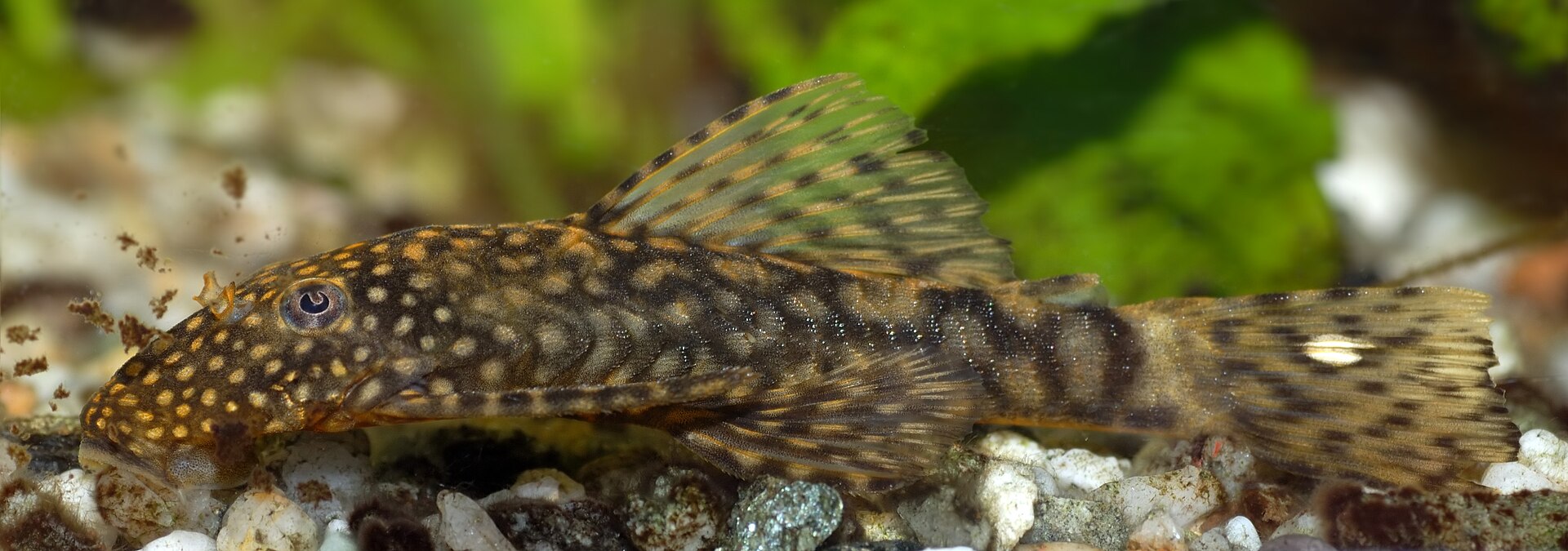 1920px-Ancistrus_sp._%28aka%29.jpg