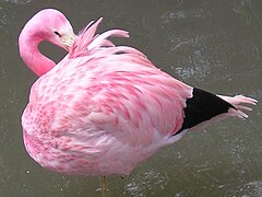 Andski flamingo, (Phoenicopterus andinus)