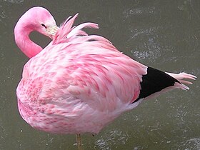 An Andean flamingo, (Phoenicopterus andinus)