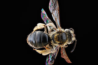 <i>Andrena imitatrix</i> Species of bee