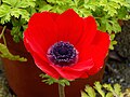 Anemone coronaria 'Rot'