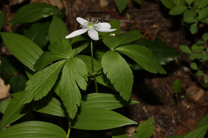 File:Anemone oregana 9060.JPG