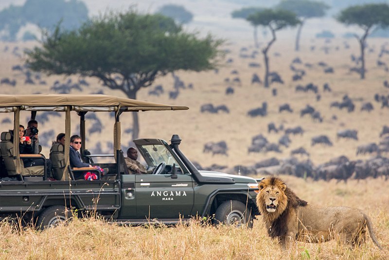 File:Angama vehicle with lion.jpg