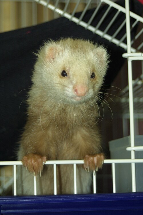 ferret leaning on an opening of a cage