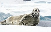 Jornada da Antártica 2013 ao deserto de cristal (8369556693) .jpg