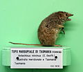 Antechinus minimus (female) - Museo Civico di Storia Naturale Giacomo Doria - Genoa, Italy - DSC02982.JPG