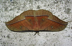 Bombyx Tussah, ou saturnie du chêne de Chine (Antheraea pernyi)