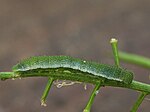 Anthocharis cardamines – Raupe