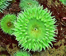 Anthopleura xanthogrammica (Zoantharia, Actiniaria)