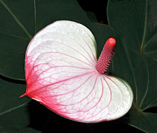 Anthurium andraeanum Princess Amalia Elegance