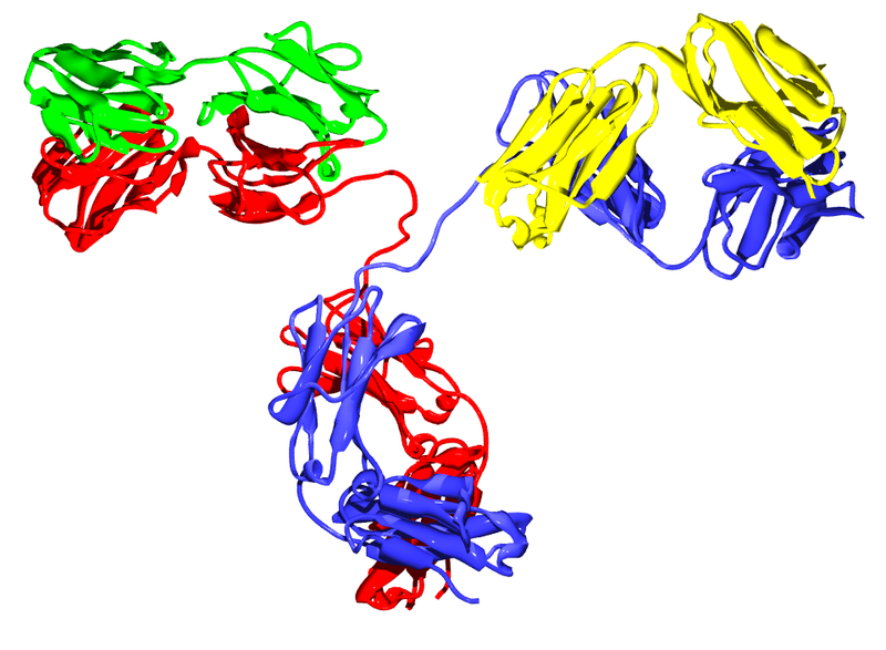 File:Antibody IgG2.png