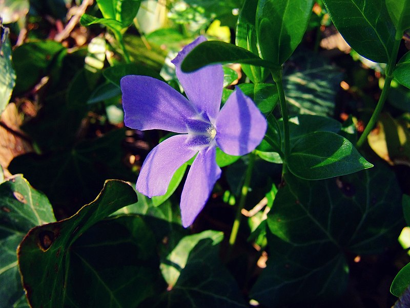 File:April Flowers (13784896994).jpg