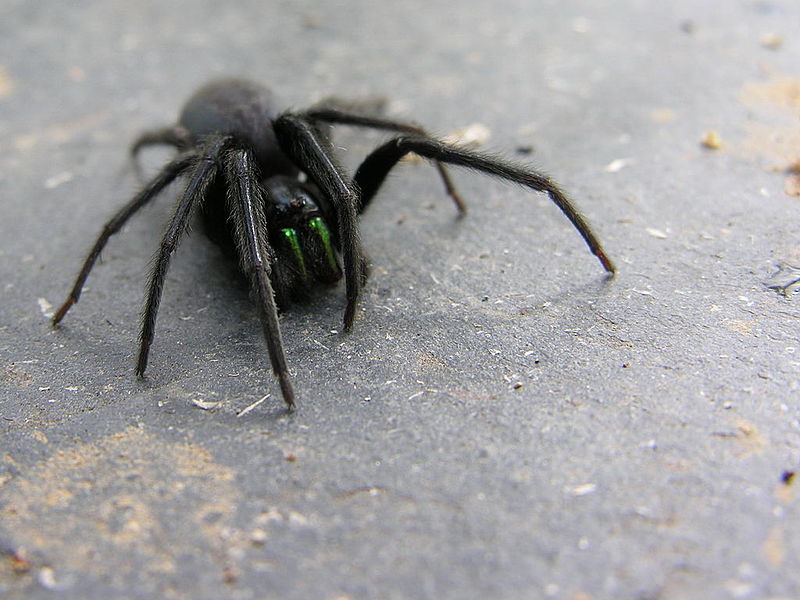 File:Araña Mandaio 07-0-2006 06.jpg