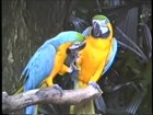 Fayl: Ara ararauna - Moviy va sariq Macaw.webm