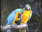 Fichier:Ara ararauna - Ara bleu et jaune.webm