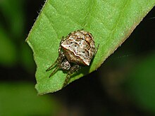 Araneidae - Gibbaranea bituberculata (8303330387) .jpg