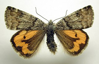 <i>Archiearis notha</i> Species of moth