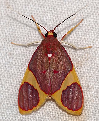 <i>Trichromia aurantiipennis</i> Species of moth