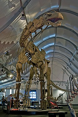 Rekonstrueret skelet af Argentinosaurus huinculensis på Naturmuseum Senckenberg.
