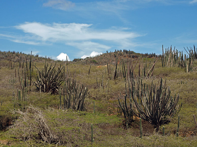 File:Arikok NP.jpg