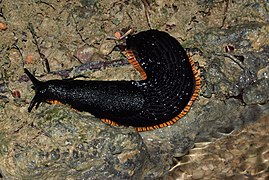 Une limace noire, en Espagne