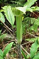 Arisaema serratum マムシグサ （サトイモ科 テンナンショウ属） DSCF1084.jpg