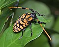 Miniatura para Aristobia reticulator