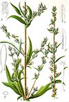 Artemisia vulgaris Sturm13035.jpg