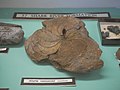 Aturia vanuxemi fossil nautiloid