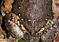 Asiatic Painted Frog (Kaloula pulchra) 花狹口蛙8.jpg