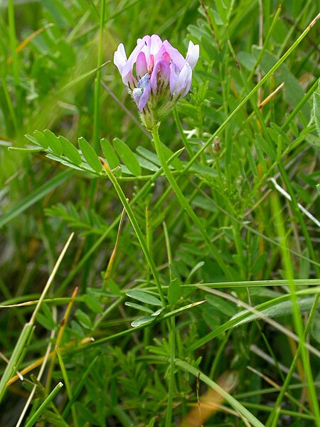 File:Astragalus agrestis (3311585964).jpg