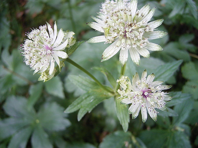 File:Astrantia major R0012287.JPG