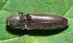 Description de l'image Athous haemorrhoidalis - top (aka).jpg.