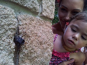 Australian Native Bees