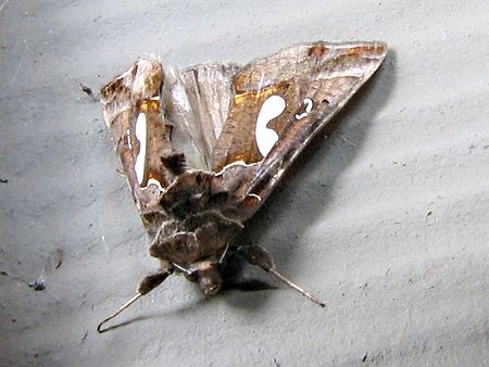 Autographa biloba