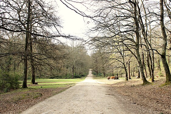 Avenue in the Macchia Grande (Great Wood) in Manziana, Italy