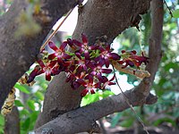 Inflorescence