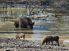 Une famille de sangliers, en Allemagne