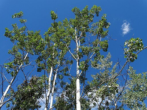 Balsam Poplar Trees - Along Stewart-Cassiar Highway - Northern British Columbia - Canada