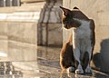 * Nomination Wat Hua Lamphong Temple, bangkok, Thailand: A stray cat in Wat Hua Lamphong. By User:Cccefalon --Grendelkhan 22:56, 28 April 2017 (UTC) * Promotion  Support Good quality. --XRay 05:43, 29 April 2017 (UTC)
