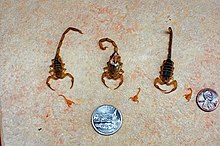 Arizona bark scorpion - Wikipedia