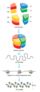 <span class="mw-page-title-main">Histone H4</span> One of the five main histone proteins involved in the structure of chromatin