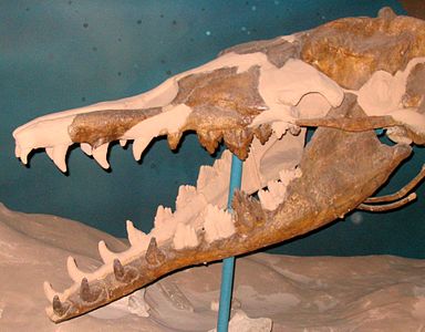 Částečně rekonstruovaná lebka basilosaura (Smithsonian museum of Natural History)